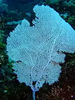 Sea fans resist the powerful wave action on the seaward side of both reefs and thrive in it. Red has been leached from the purple colour of this specimen by the depth.