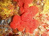 Colonial ascidians