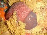 Colonial ascidians