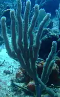 Corky Sea Fingers are one of the predominant Gorgonia on the Fathom.