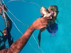 Free diving off Crane Beach Ivan soon caught a small "Sea Cat", a small "Conger", a Surgeon Fish and a Grunt.