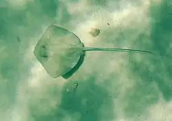 Atlantic Stingrays, unlike those in the Red Sea do not have blue spots. They frequent sandy or gravelly terrain inside Cobblers Reef. They are known locally as Skeates, named for English Skates.