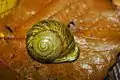 One of several varieties of polymita snails, endemic to the Baracoa area, in Alejandro de Humboldt park.