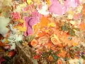 Cup corals