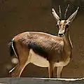 Cuvier's gazelle