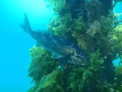 Seaweeds on piling with Dusky morwong