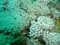 Daisy soft coral