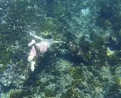 Davis is examining a short fat cannon several metres to seaward.