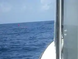 Local divers use dive-flags on their spears as an aid to being spotted, even on this very calm August day.