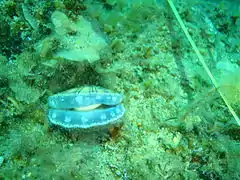 Scallop Equichlamys bifrons under the old jetty