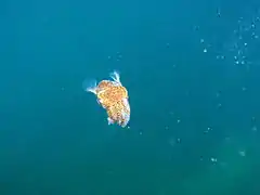 Bobtail squid Euprymna tasmanica