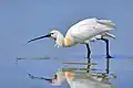 Common spoonbill (Platalea leucorodia)