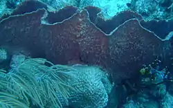 This large Barrel Sponge is competing with Fire Coral, Brain Coral and a Sea Whip.