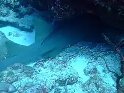 Nurse Sharks can often be seen resting in caves on the Fathom during the day. Almost 2 m long and safe from a lethal head shot from a fisherman.