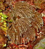 Feather Stars are best appreciated close-up.