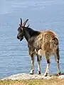 One of the around 25 feral goats which live on Lundy - goats have been on the island since at least the 18th century