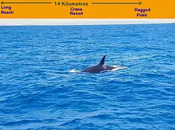 James was fishing outside the Fathom when he spotted a Killer Whale. The south east coast of Barbados is in the background.