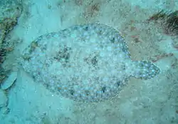 Some flounders are better camouflaged than this one which has just moved.