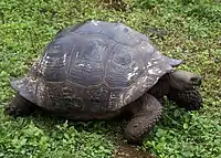 A tortoise of the porteri subspecies. It has a rounded shell shaped like a dome.