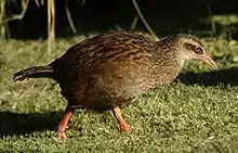 A brown, chicken-sized bird with a pointed orange beak, orange legs, and short tail feathers.