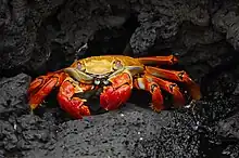 A red crab on a rocky background