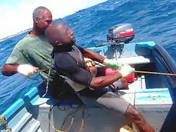 Brugge, one of the best free divers on the island, hauling a pot with Tiny on Cobblers Reef in Tiny's boat "Navijeb".