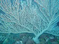 This pliant branching Gorgonian on the Fathom relishes the tough water movement.