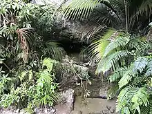 Heaphy Track - Cave Entrance with Creek Running out