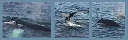 Humpback Whale near Foul Bay Channel on Cobblers Reef