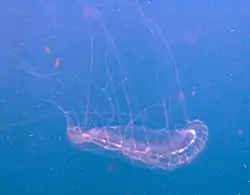 Many people stung by Jelly Fish don't see them.