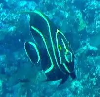 Juvenile French Angel Fish living on a small coral head in high energy water 50 m off Crane Beach.