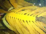 Kelp (Ecklonia radiata?)