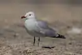 Audouin's gull