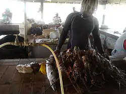 Korey collected 20 lobsters, a baracuda and an octopus in 2 hours diving on the Fathom off South Point Lighthouse in December 2013.