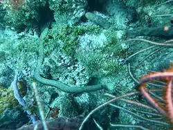 This large Polychaete worm on Cobblers Reef was about a metre long and 15 mm thick. It could crawl at about 10 cm per second to bury its head in a hole.