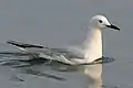 Slender-billed gull (Chroicocephalus genei)