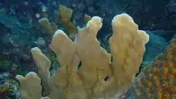 Lettuce Leaf coral is the predominant live coral in the shallow turbulent water inside the Inner Reef.