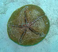 Live sand dollars may be less frequent.