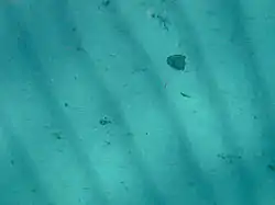Could that be a conch 10 m down on the sand inside the Inner Reef off Foul Bay?