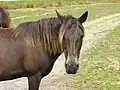 A Lundy pony, one of the many animals which come from the island