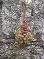 Umbilicus rupestris (navelwort) growing on a wall on Lundy