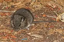 California deermouse