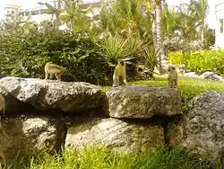 Green monkeys eating prickly pears at the Crane Resort overlooking Cobblers Reef.