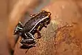 A Monte Iberia Dwarf Frog, the smallest frog in the Northern Hemisphere, in Alejandro de Humboldt park.