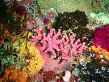 Noble coral