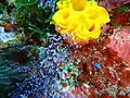 Nudibranch egg mass