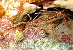 A pair of Arrow Crabs outside the Fathom.