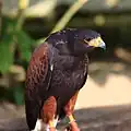 Harris's Hawk