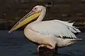 Great white pelican (Pelecanus onocrotalus)