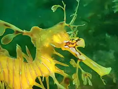 Leafy sea dragon Phycodurus eques